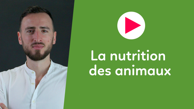 La Nutrition Des Animaux | SVT | Quatrième | Les Bons Profs